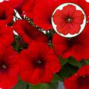 Bild von Petunia P12 Red fire
